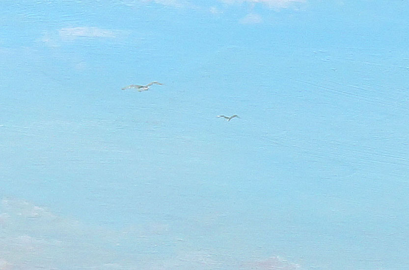painting detail of flying seagulls